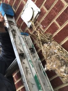 Birds in Vents Nest Removal