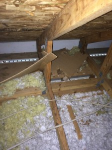 Squirrels in Attics