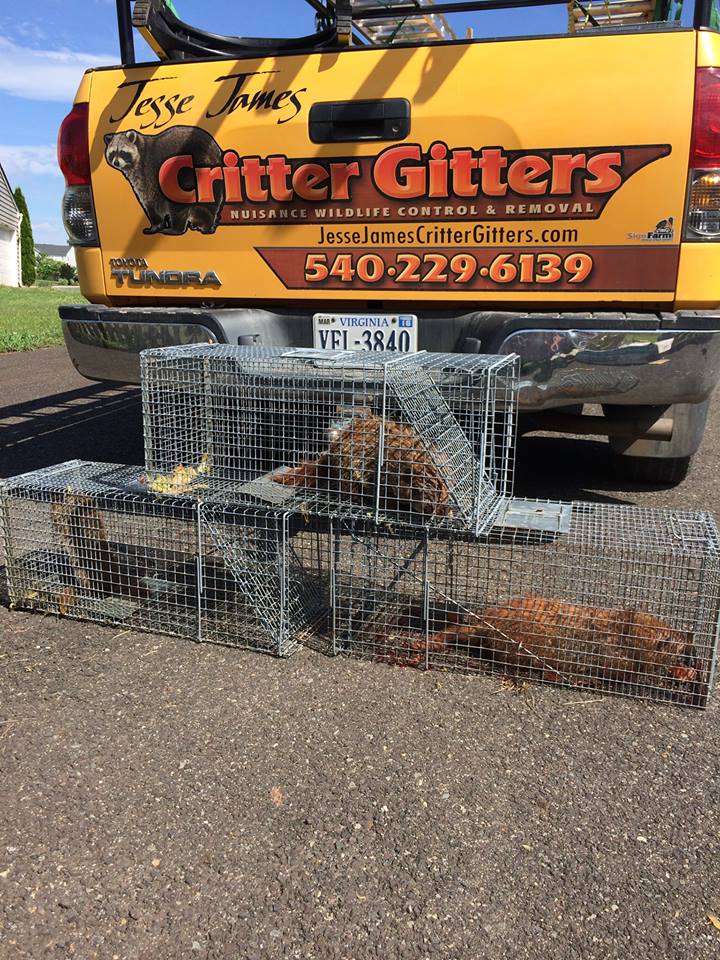 Groundhog removal