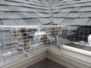 Get Rid of Squirrels in Your Attic - Fur Busters Wildlife Removal