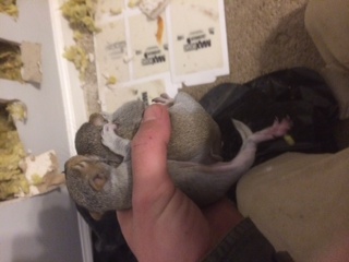 Squirrel Baby Season