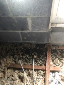 Bats in Houses