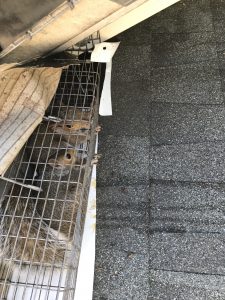 Squirrel Removal