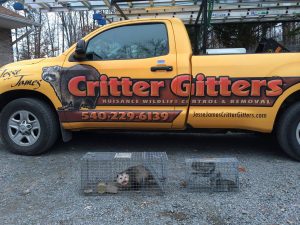 Wildlife Control