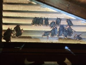 bats in houses