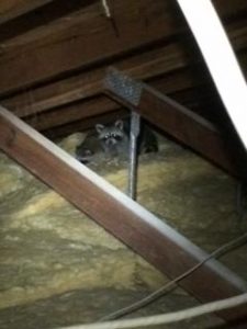 Raccoon Removal Leesburg VA