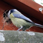 bird removal