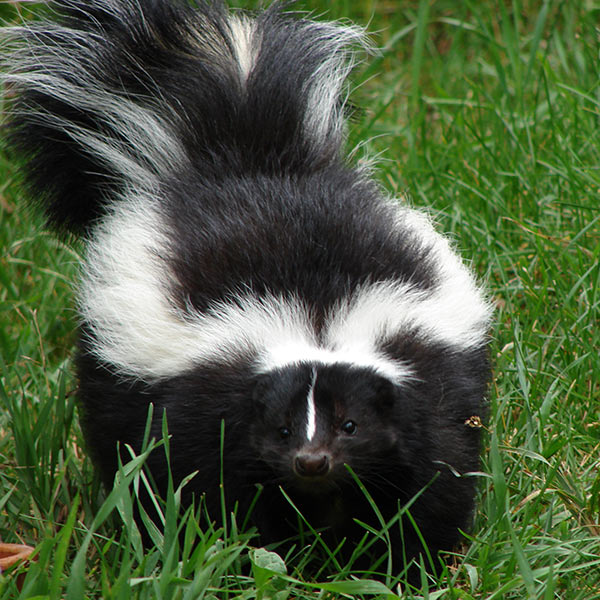 skunk removal