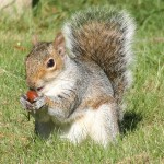 squirrel removal