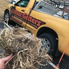 Bird Removal From Vent