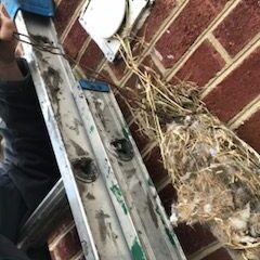 Birds in Vents Nest Removal