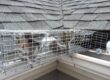 Squirrel Trapping and Removal