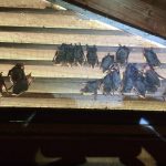 bats in houses
