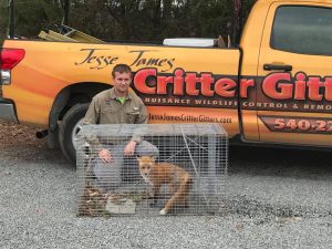 Fox Wildlife Control