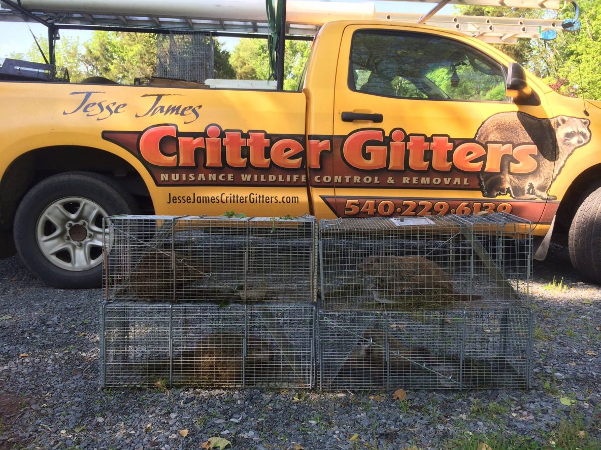 Fairfax County Wildlife Removal Animal Trapping