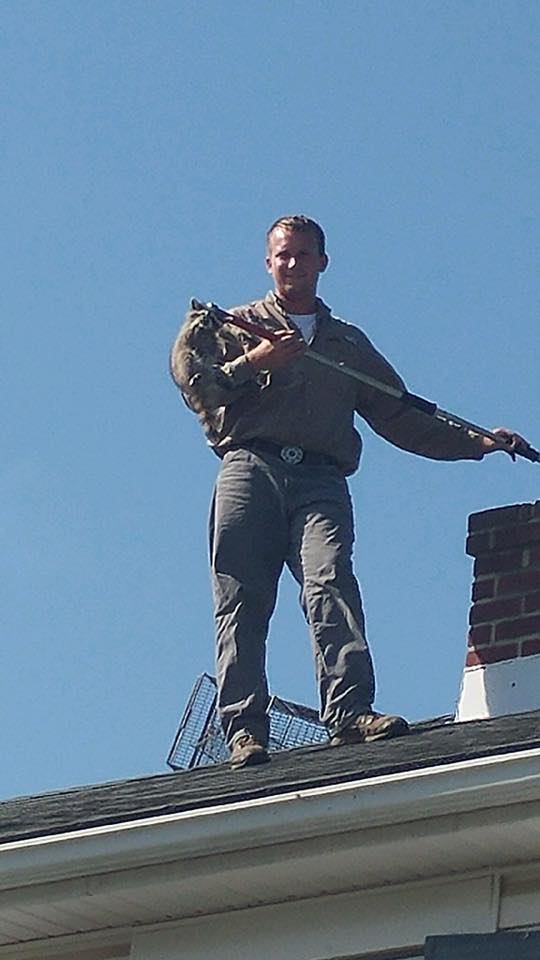 About Raccoon Removal