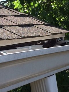 Nuisance Wildlife Inspection