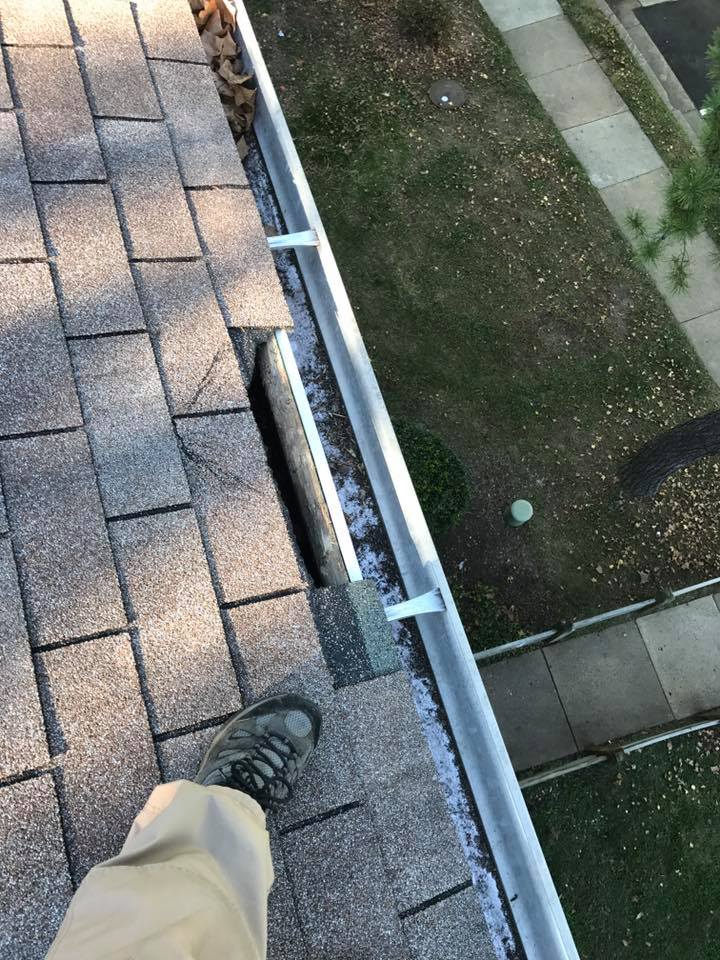 Squirrel trapping and removal