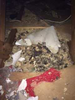 Attic Remediation Services