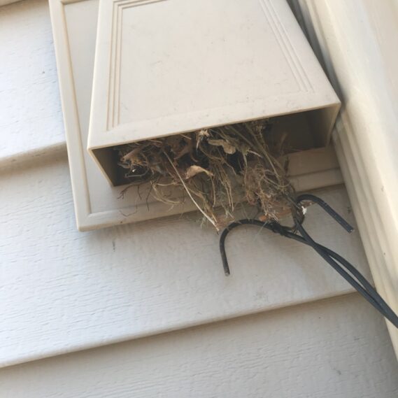 Bird Exclusion In Northern Virginia, Removal Control of Birds