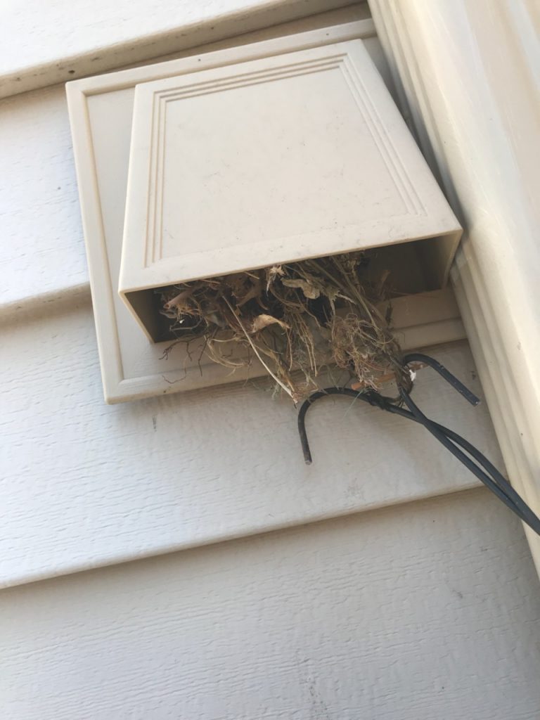 Birds in Vents Bird Vent Removal Jesse James Critter Gitters