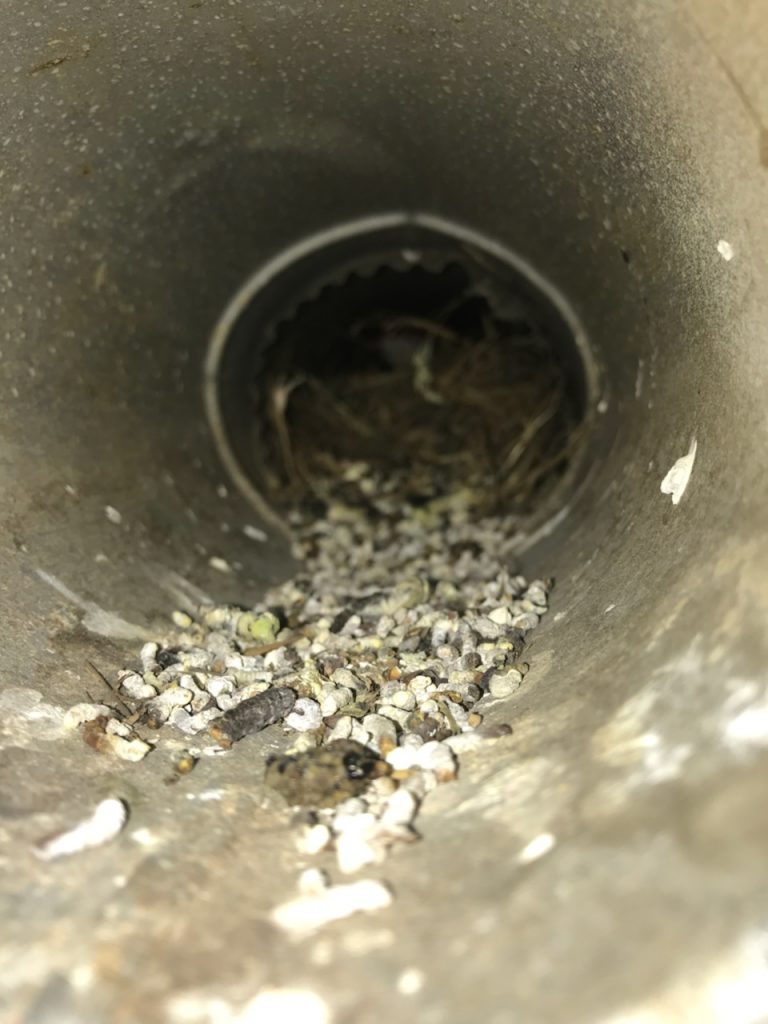 Birds in Vents Bird Vent Removal Jesse James Critter Gitters