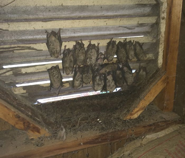 Animals in Attic slide